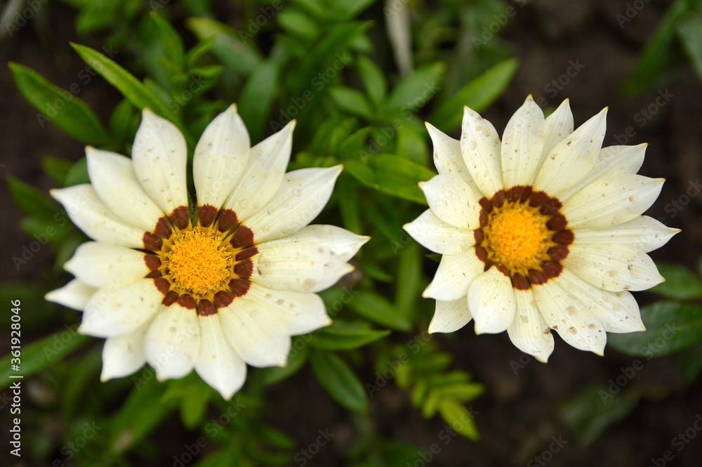 white blooming treasure flowers (gazania) growing in the garden white blooming treasure flowers (gazania) growing in the garden