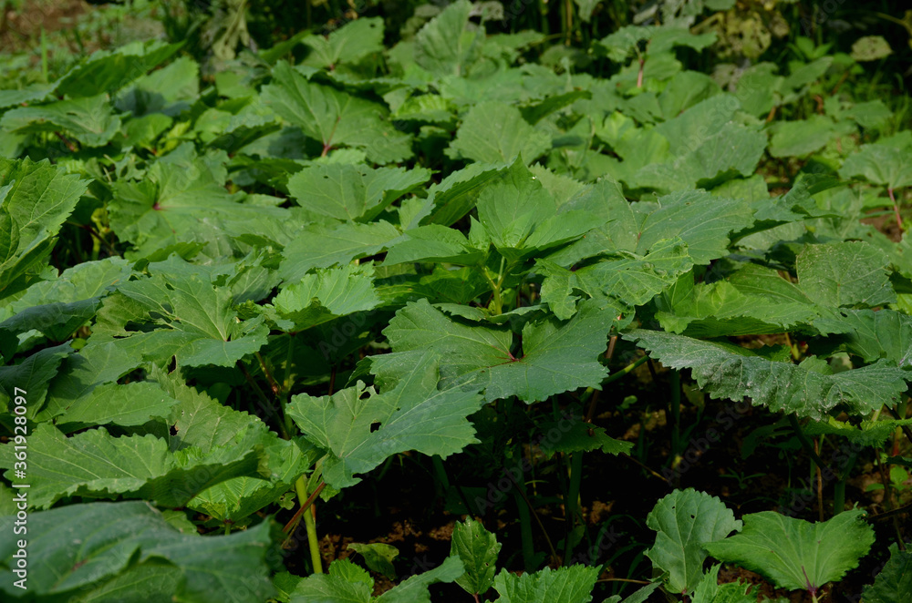 the green ladyfinger plant the green ladyfinger plant