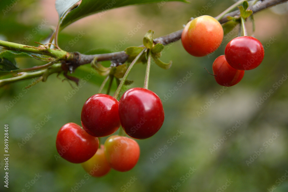branch of ripe cherries close up branch of ripe cherries close up
