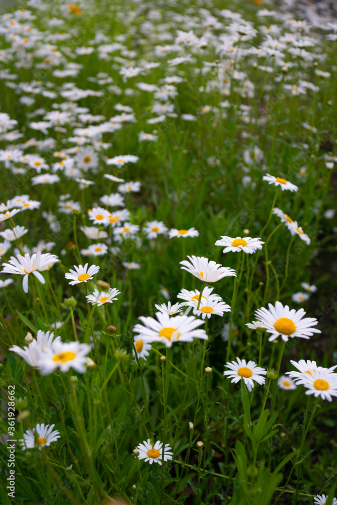 Close shot of white wild flowers in a park. Close shot of white wild flowers in a park.