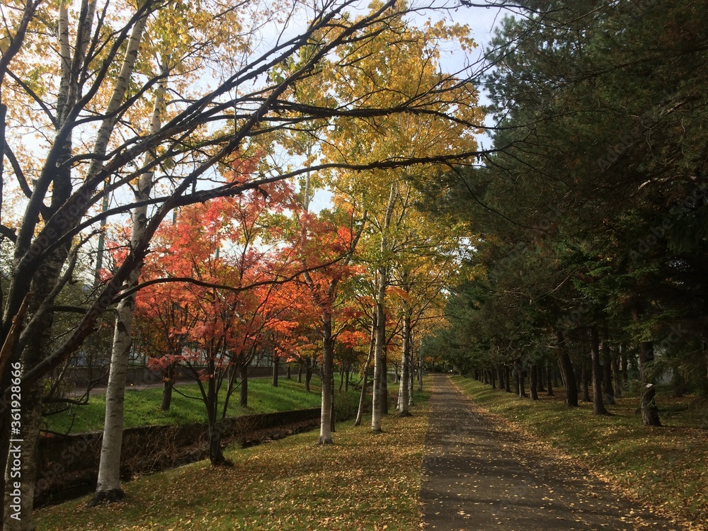 autumn white birch walkway