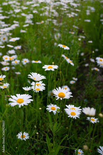 Close shot of white wild flowers in a park.