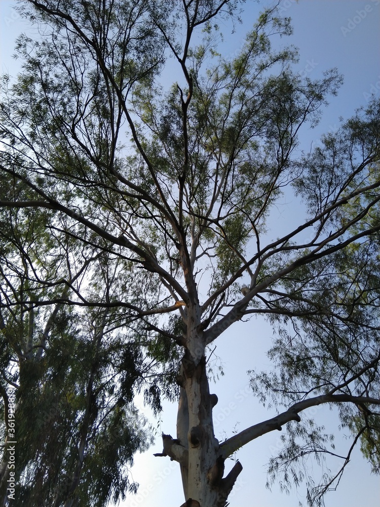 Fototapeta premium Tree with sky view