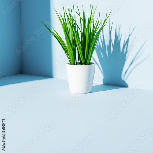 green plant in white flowerpot on blue background