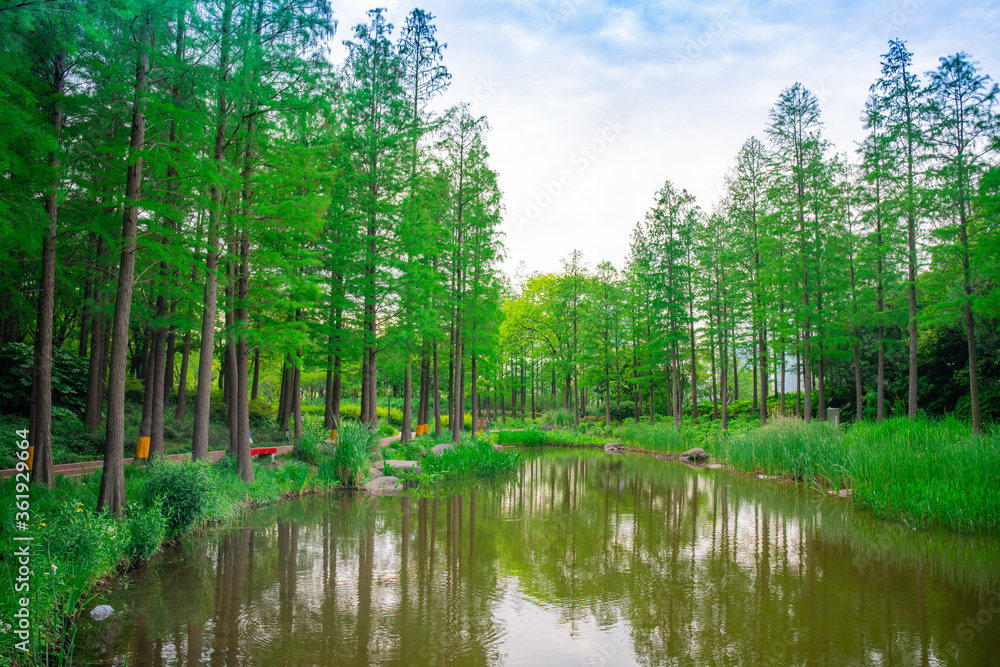 Obraz premium A water pine forest along a lake, shot in Expo park in Shanghai, China.