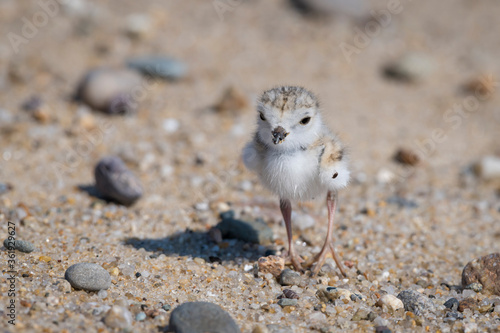 Piping plover baby has a tick on its tiny wing