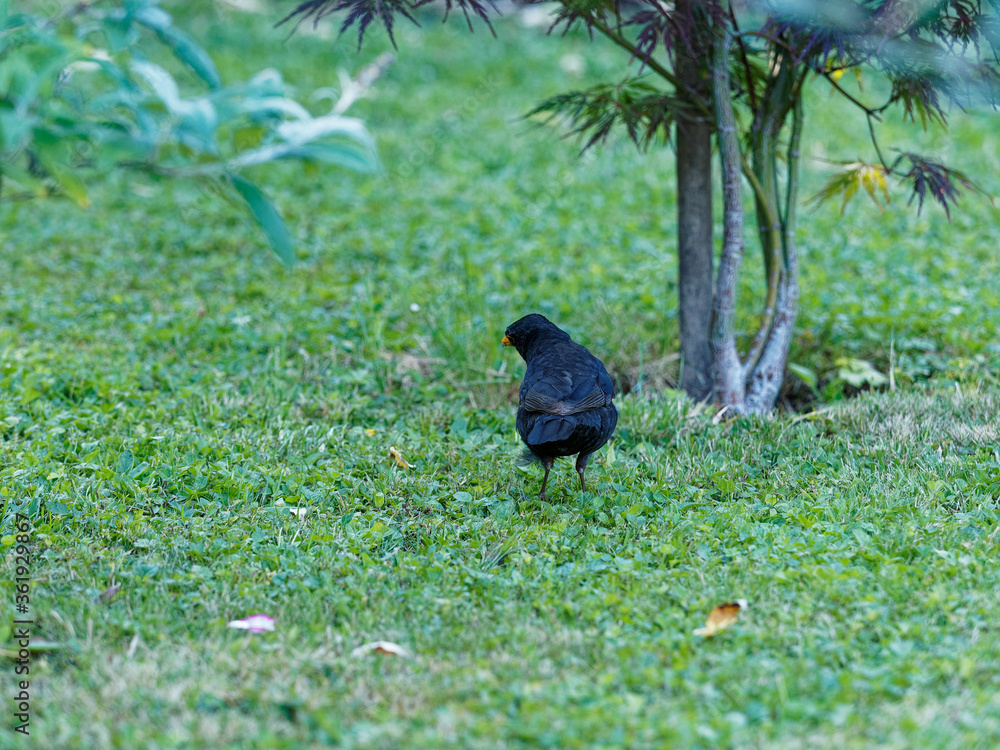 Fototapeta premium (Turdus merula) Un merle noir sautillant dans l'herbe la tête penchée à l'affût de petits vers