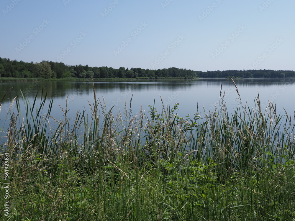 Reed and view to breeding pond in european Goczalkowice town at Silesian district in Poland. clear blue sky in 2020 warm sunny spring day on June. Reed and view to breeding pond in european Goczalkowice town at Silesian district in Poland. clear blue sky in 2020 warm sunny spring day on June.