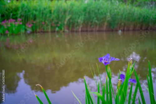 Purple irises growing along the riverside.