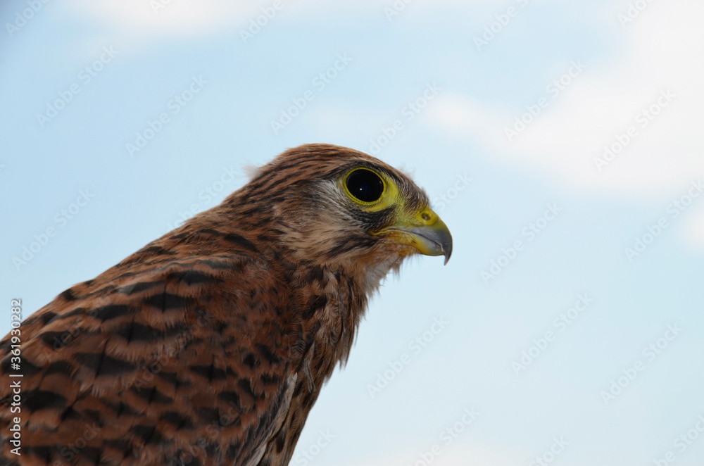 The hawk chick looks away. A small Falcon against the blue sky. Portrait. The view from the side. Predator. Kestrel. Up close, up close. The hawk chick looks away. A small Falcon against the blue sky. Portrait. The view from the side. Predator. Kestrel. Up close, up close.