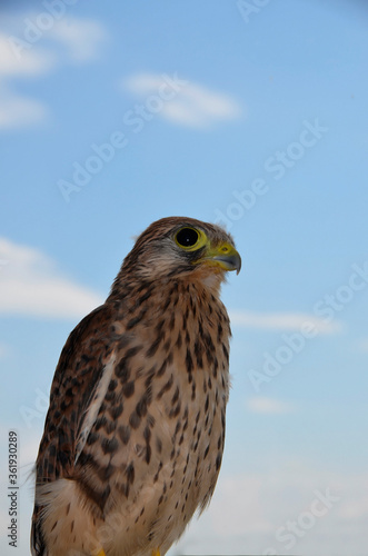 A young Falcon against the sky. Portrait. Little Falcon. Wild bird. Predator, game birds, up close.