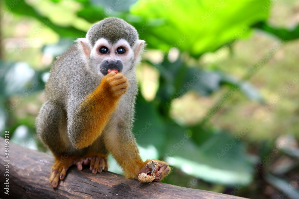 Obraz premium captive monkey inside a cage