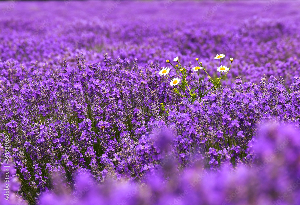 Chamomile plant in the middle of a purple lavender field 