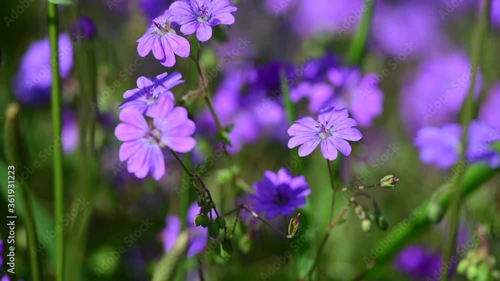Nice summer field flowers under the evening sun nature weather Nice summer field flowers under the evening sun nature weather