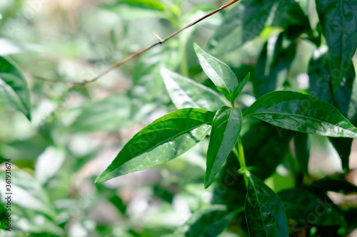 fresh Thai herbal medicine herbs organic plant leaves Andrographis paniculata  © Thanasate