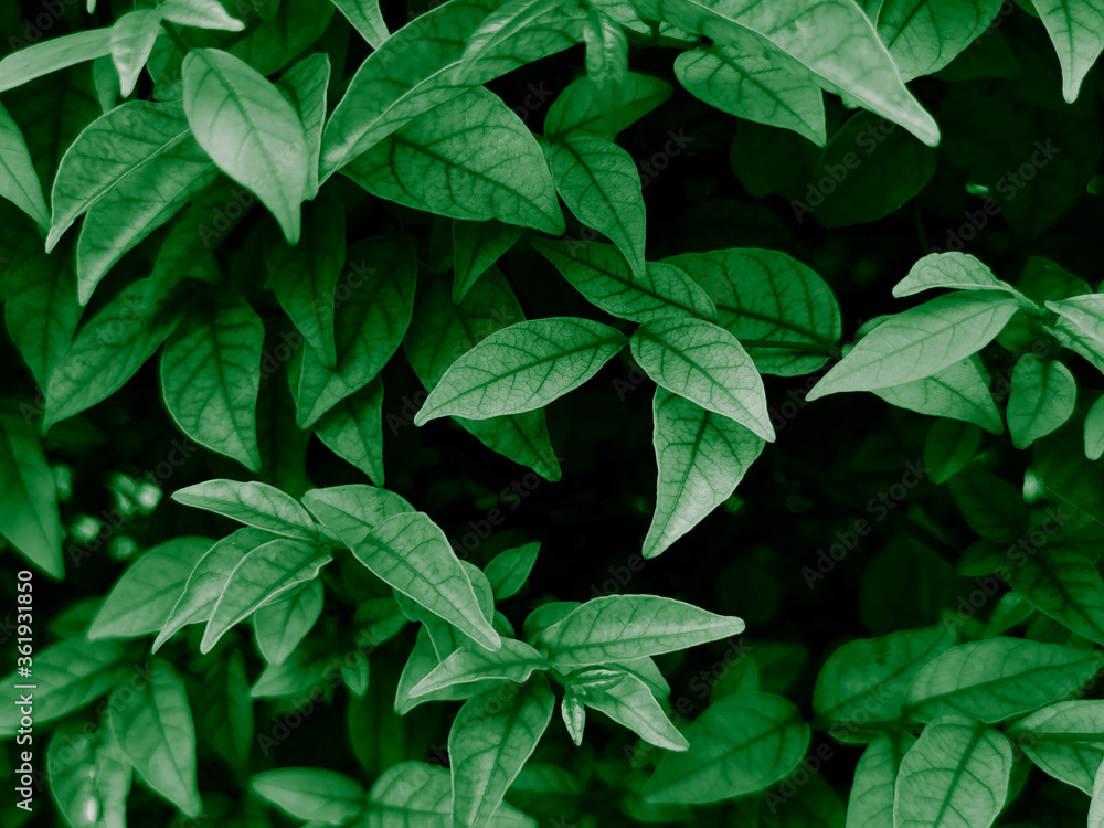 Beautiful abstract color black and green flowers on dark background and dark graphic white flower frame and green leaves texture, green background, colorful graphics banner Beautiful abstract color black and green flowers on dark background and dark graphic white flower frame and green leaves texture, green background, colorful graphics banner