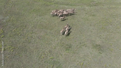 Aerial view on the herd of kulans goes in the stepe. Rewilding Europe in Ukraine released herd of Asiatic wild ass (Equus hemionus kulan) for acclimatization in quarantine zone of Tarutino steppe photo