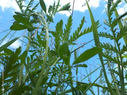 foliage against the sky. summer fresh grass foliage