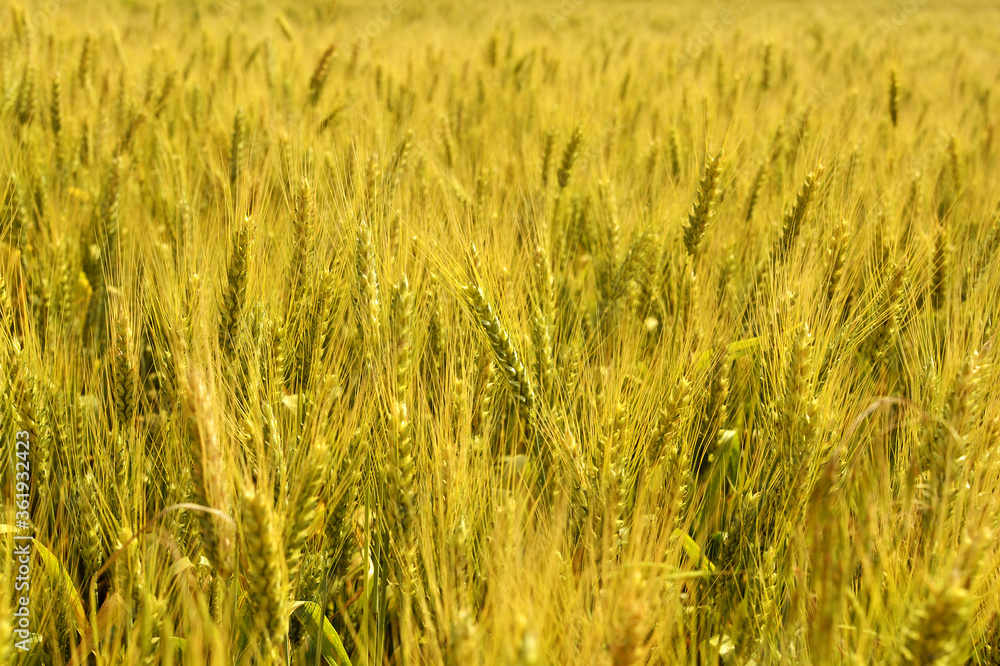 Background of ripe ears of wheat growing in the field Background of ripe ears of wheat growing in the field