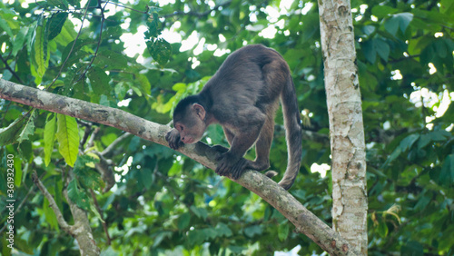Branch Monkey on the Look © Robert Mizen