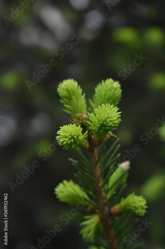 Little green fir on a cloudy day