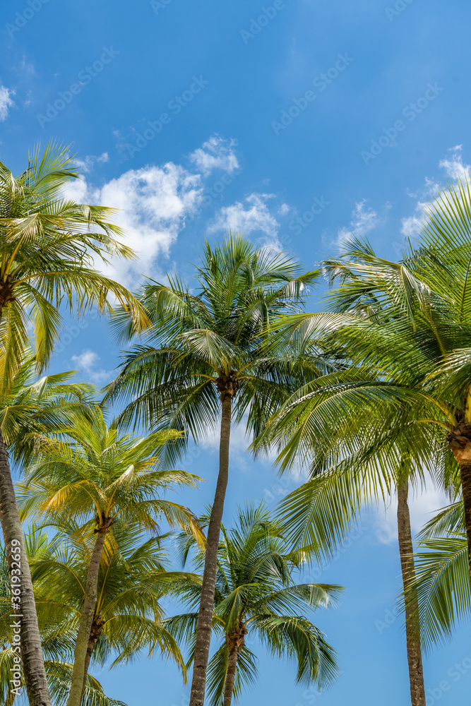 Coconut trees at the tropical beach