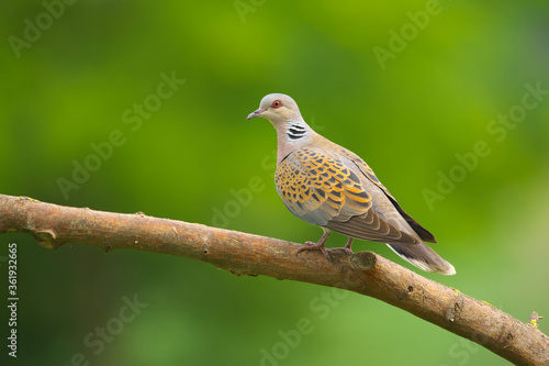 European Turtle-Dove - Streptopelia turtur bird photo