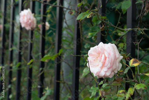 Fototapeta Naklejka Na Ścianę i Meble -  Pink Chinese roses against black metal fences.