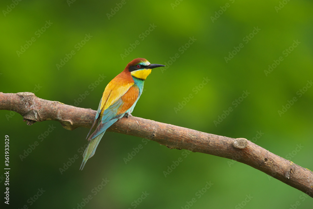 European Bee-Eater - Merops Apiaster on a branch , exotic colorful migratory bird European Bee-Eater - Merops Apiaster on a branch , exotic colorful migratory bird