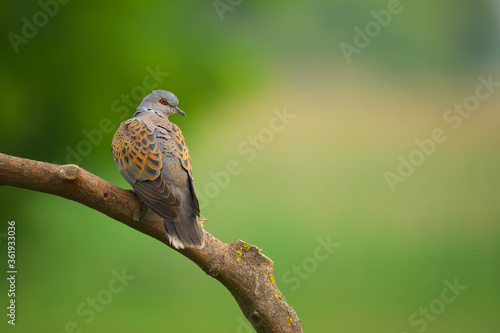 European Turtle-Dove - Streptopelia turtur bird photo