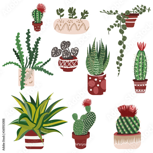 Hand drawn Cactus with flowers and succulent in pots. Set of Cute Houseplant. Aloe Vera, cacti and another tropical floral. Haworthia, Agave and modern elements for home decor.