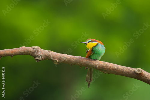 European Bee-Eater - Merops Apiaster on a branch , exotic colorful migratory bird