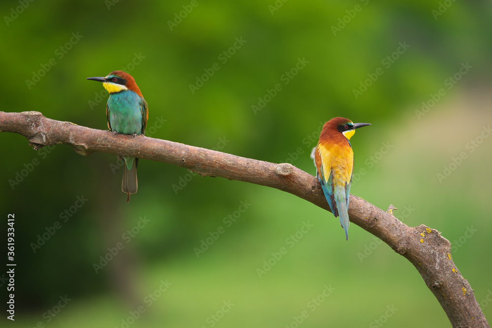 Obraz premium European Bee-Eater - Merops Apiaster on a branch , exotic colorful migratory bird
