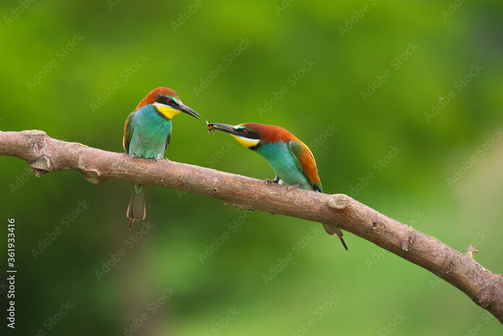 Fototapeta premium European Bee-Eater - Merops Apiaster on a branch , exotic colorful migratory bird