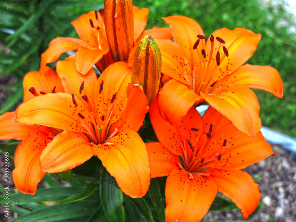 orange Lily blooms beautifully in a flower bed in the garden orange Lily blooms beautifully in a flower bed in the garden