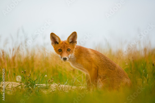 Young Red fox , Vulpes Vulpes on meadow