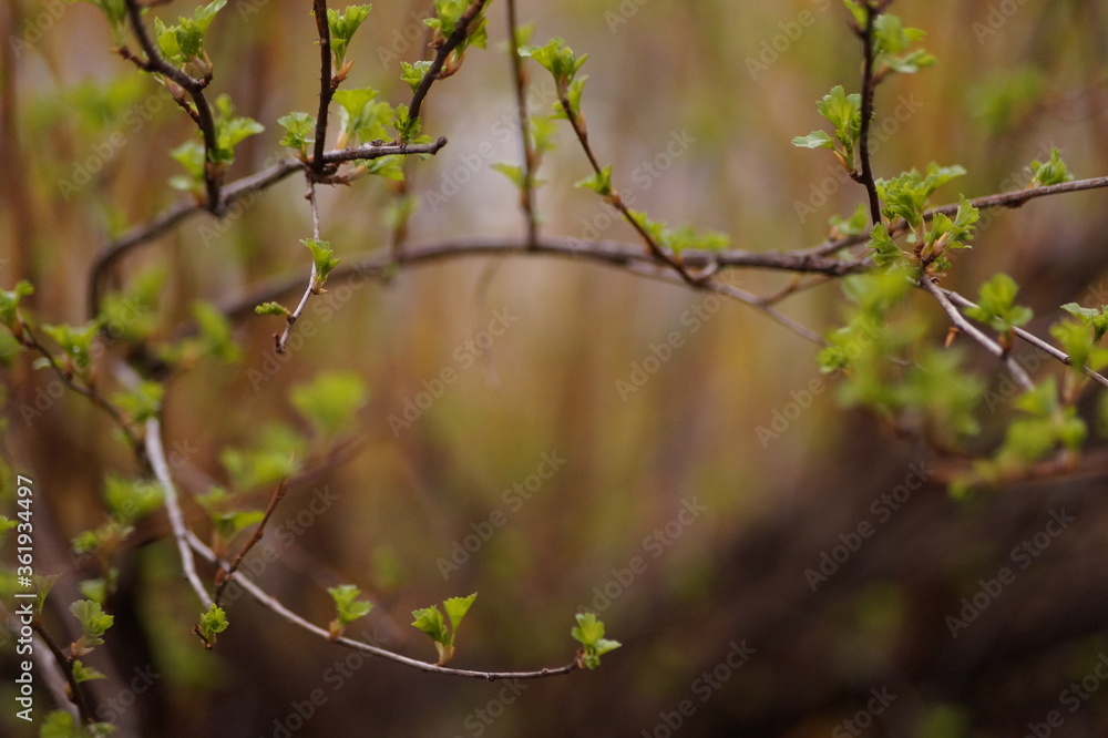 green leaves in spring