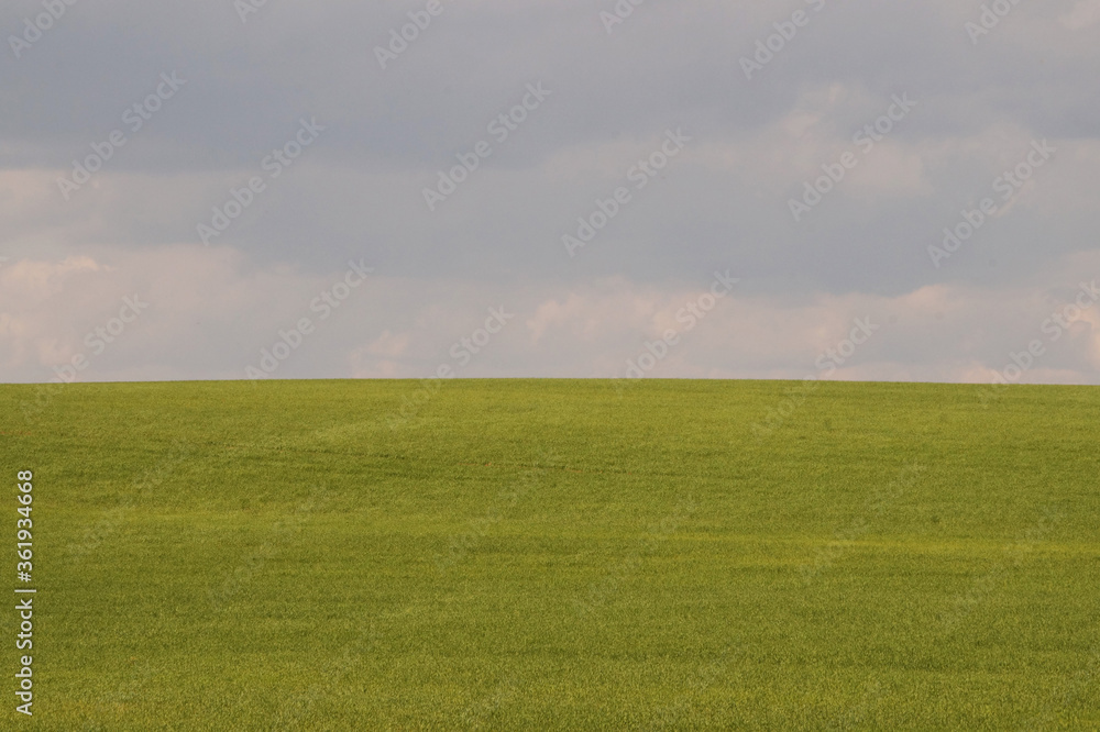 Fototapeta premium green field and sky