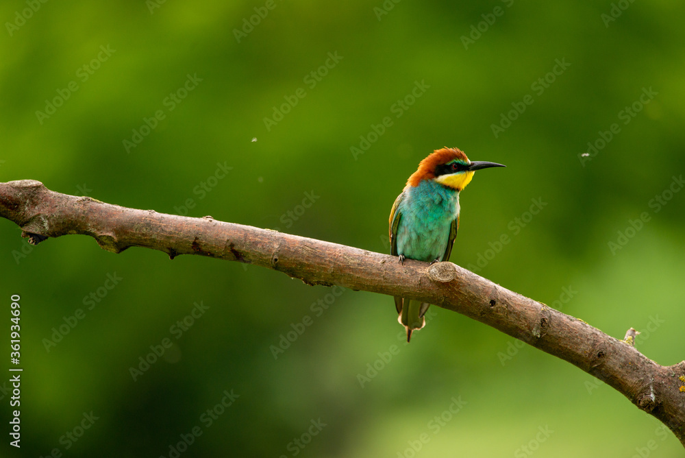 Fototapeta premium European Bee-Eater - Merops Apiaster on a branch , exotic colorful migratory bird
