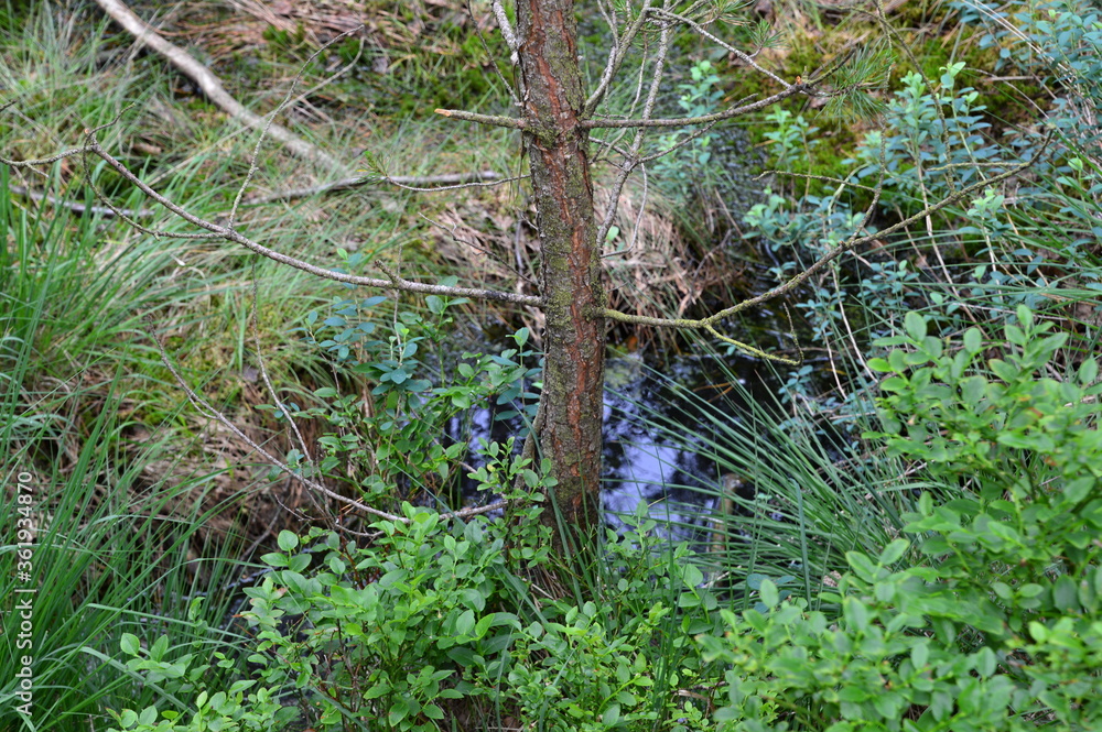 Grundloses Moor, Walsrode, Niedersachsen Grundloses Moor, Walsrode, Niedersachsen