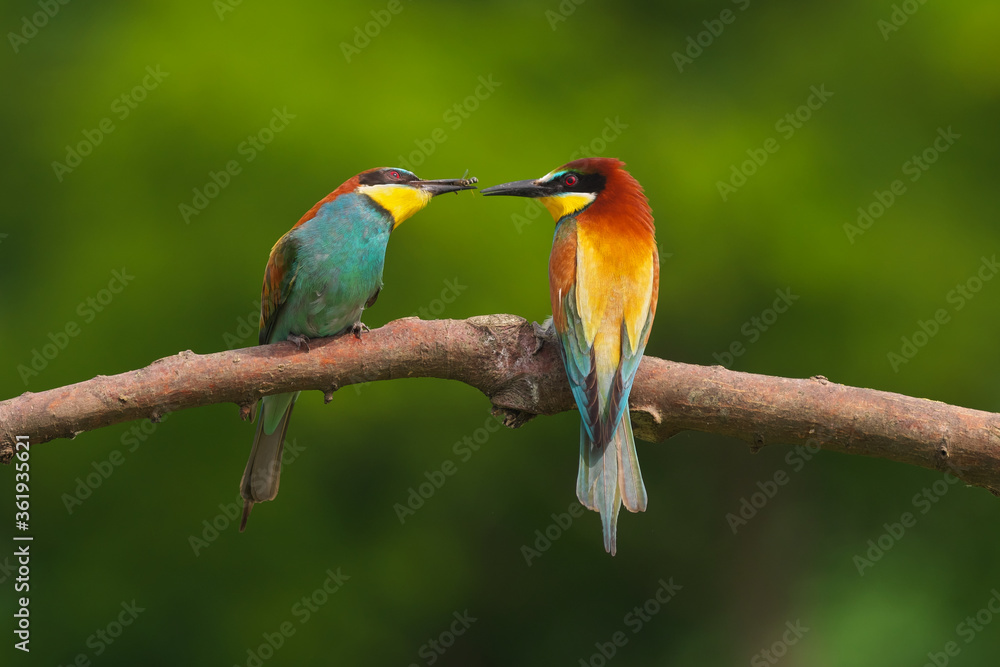 Fototapeta premium European Bee-Eater - Merops Apiaster on a branch , exotic colorful migratory bird