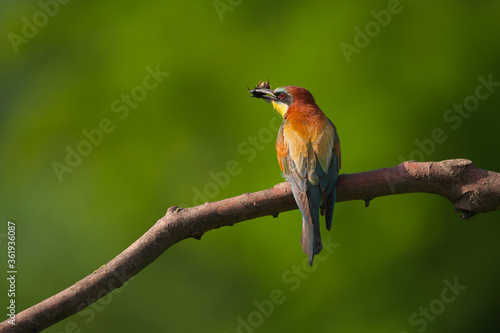 European Bee-Eater - Merops Apiaster on a branch , exotic colorful migratory bird