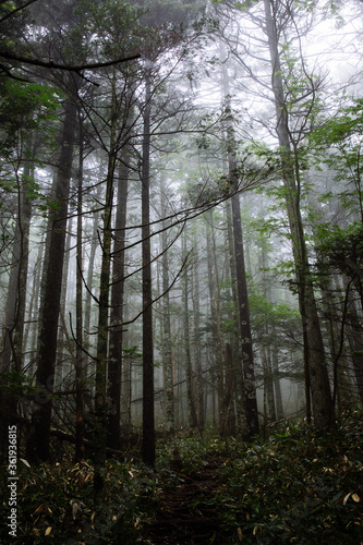霧の森