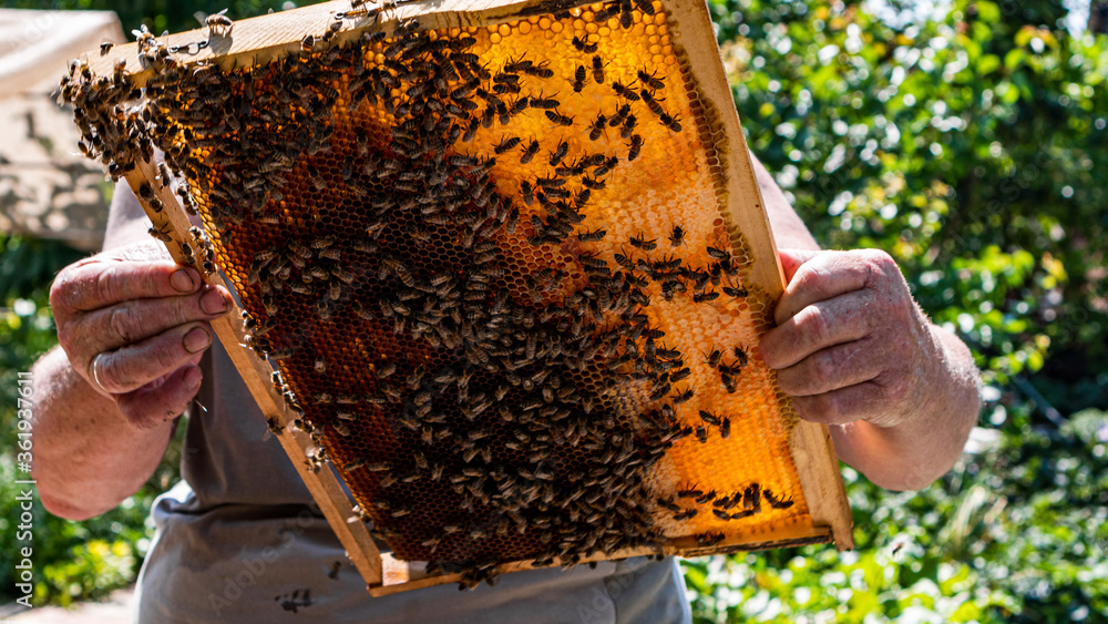 beekeeper with bees beekeeper with bees