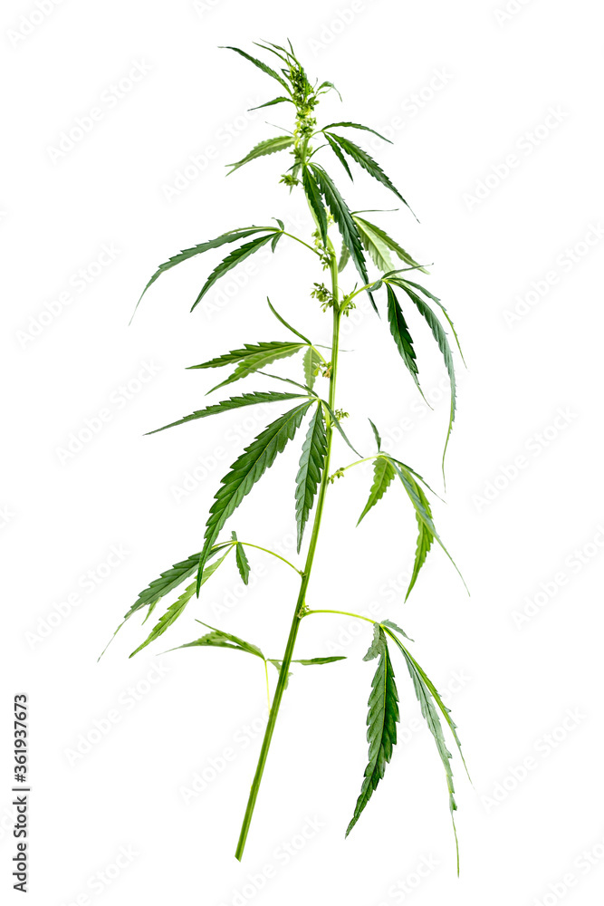 Branch of medical hemp on white. Branch of medical hemp on white.