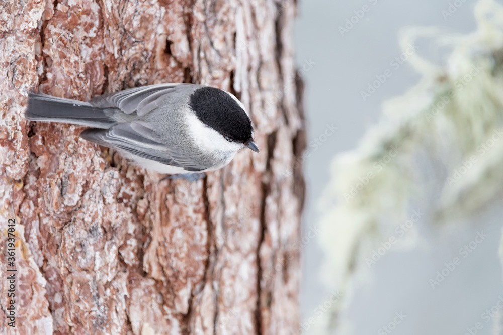 Fototapeta premium The Marsh tit perched on tree trunk (Poecile palustris)
