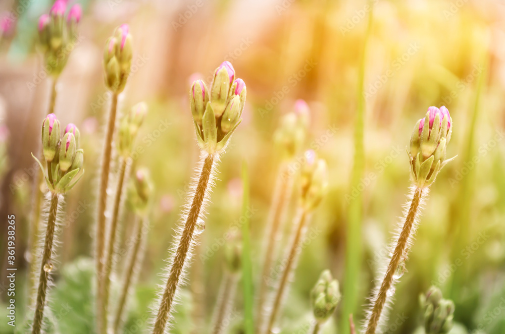 Fototapeta premium The stems of unblown primrose close-up. Macro photo of nature. Plants, grass in the rays of the orange sun. Peaceful mood. Bright light.