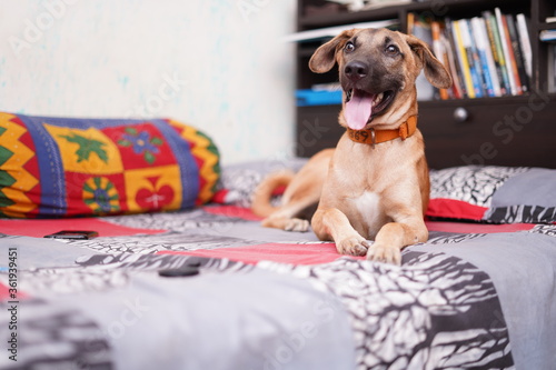 a happy dog sitting on the bed with his tongue out © Yogendra