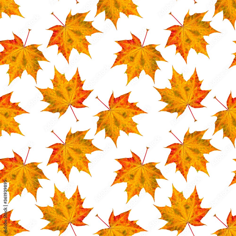 Autumn maple leaves seamless print on a white background. Autumn maple leaves seamless print on a white background.