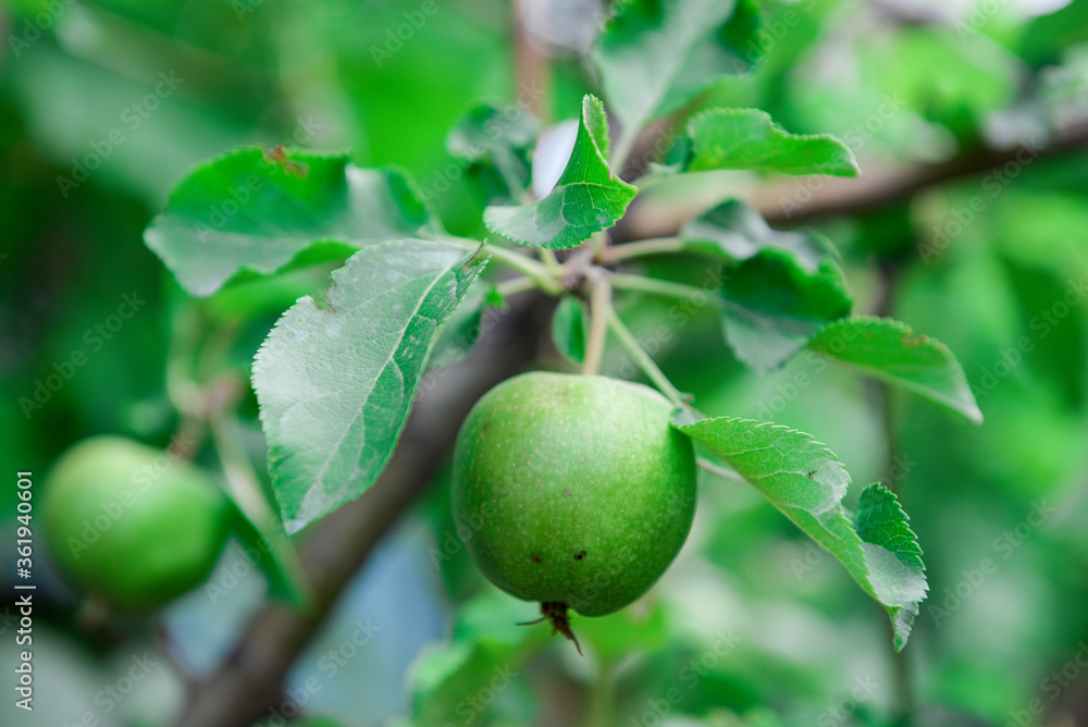 Green immature apple on a branch of the tree in the garden in summer day with natural blurred background. Shallow depth of field. Focus on apple. 